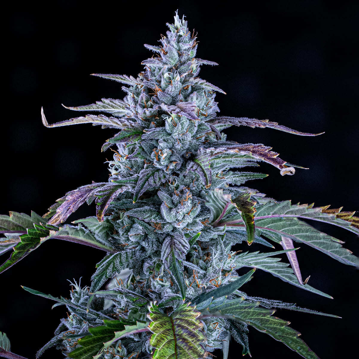 Mephisto Genetics - Fugue State (auto/fem.)