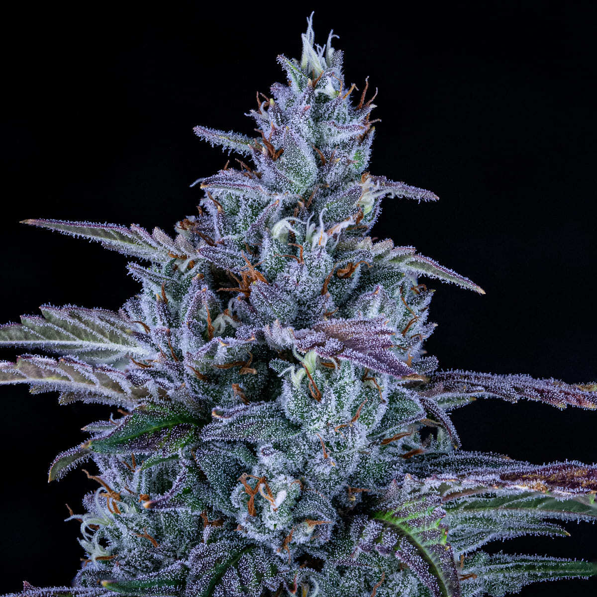 Mephisto Genetics - Fugue State (auto/fem.)