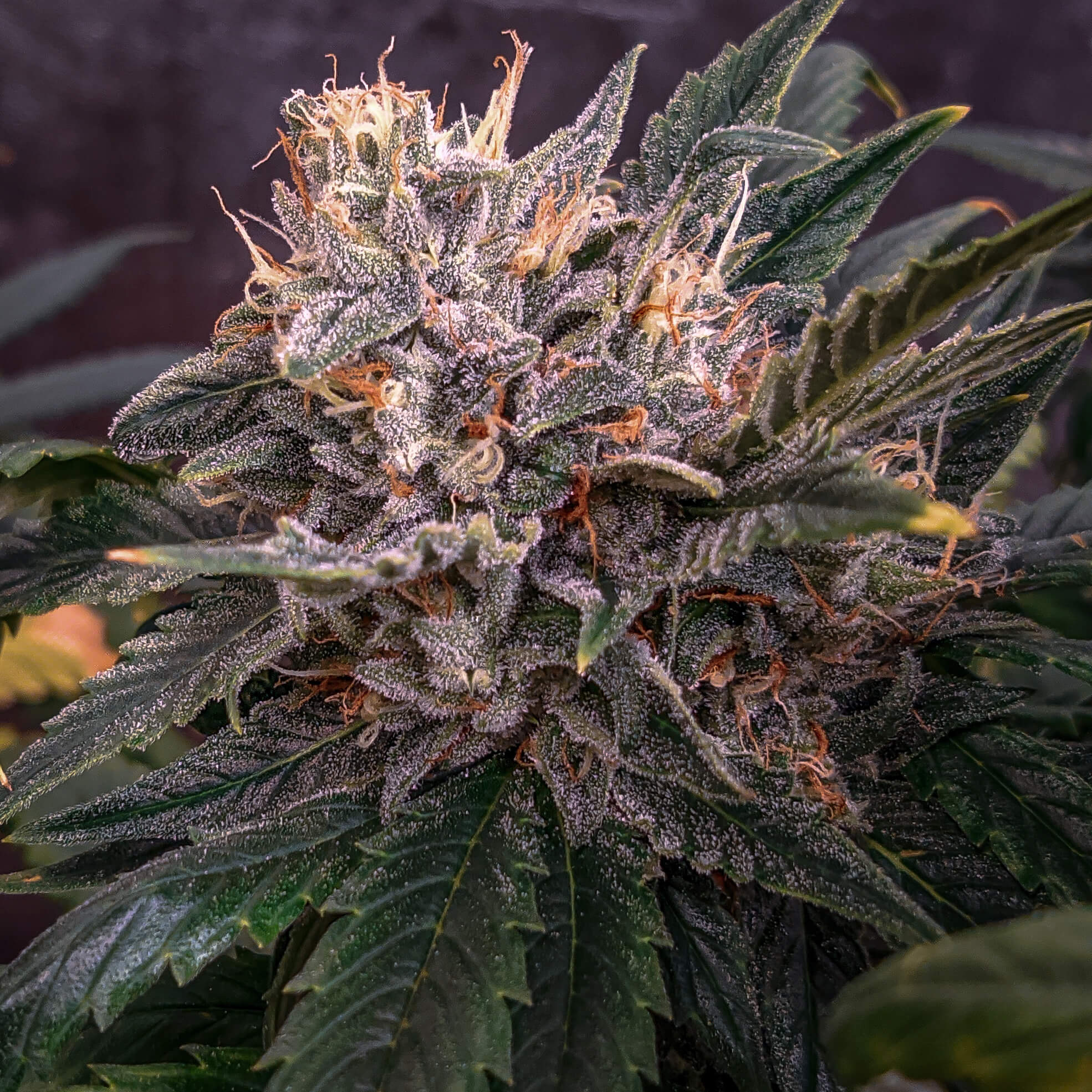 Mephisto Genetics - Forgotten Cookies (auto/fem.)