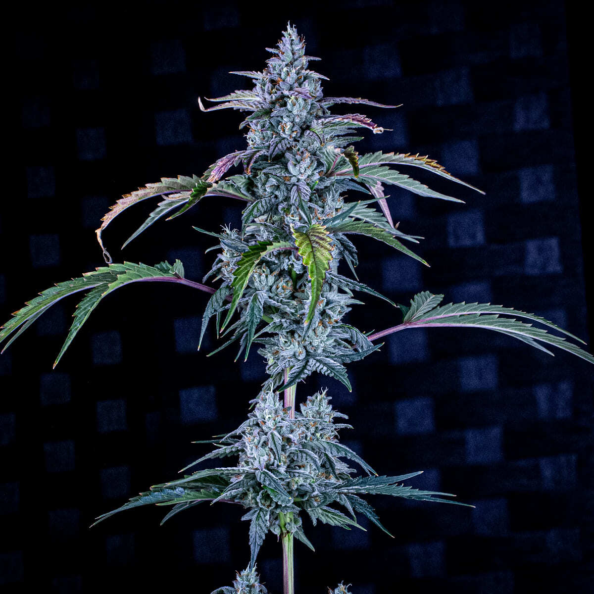 Mephisto Genetics - Fugue State (auto/fem.)
