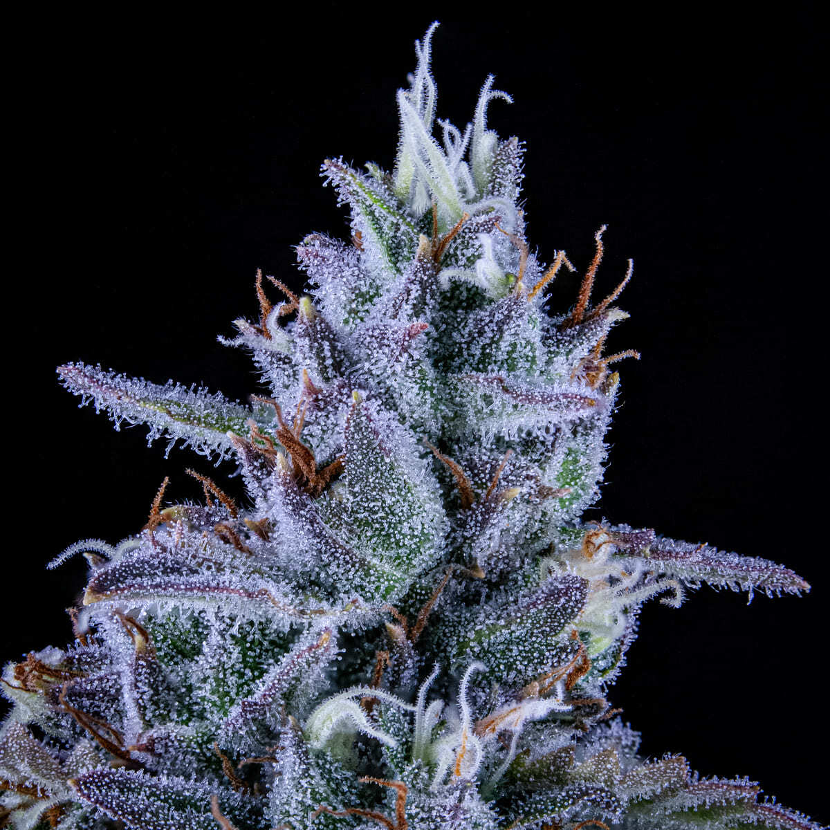Mephisto Genetics - Fugue State (auto/fem.)