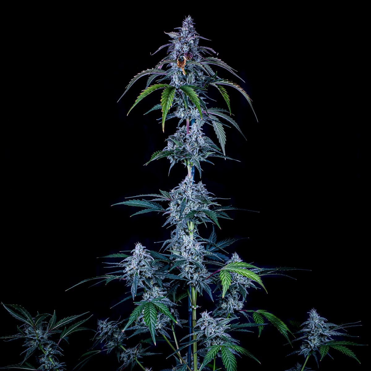 Mephisto Genetics - Fugue State (auto/fem.)