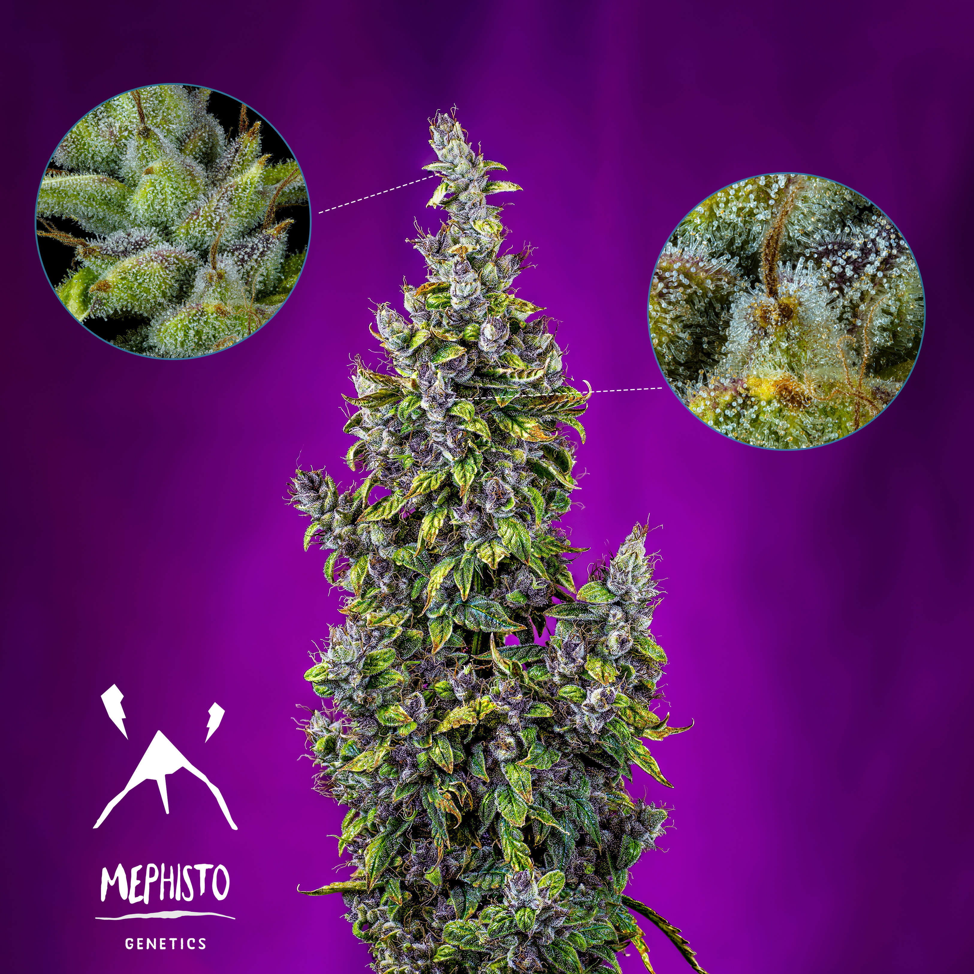 Mephisto Genetics - Pink Panama (auto/fem.)
