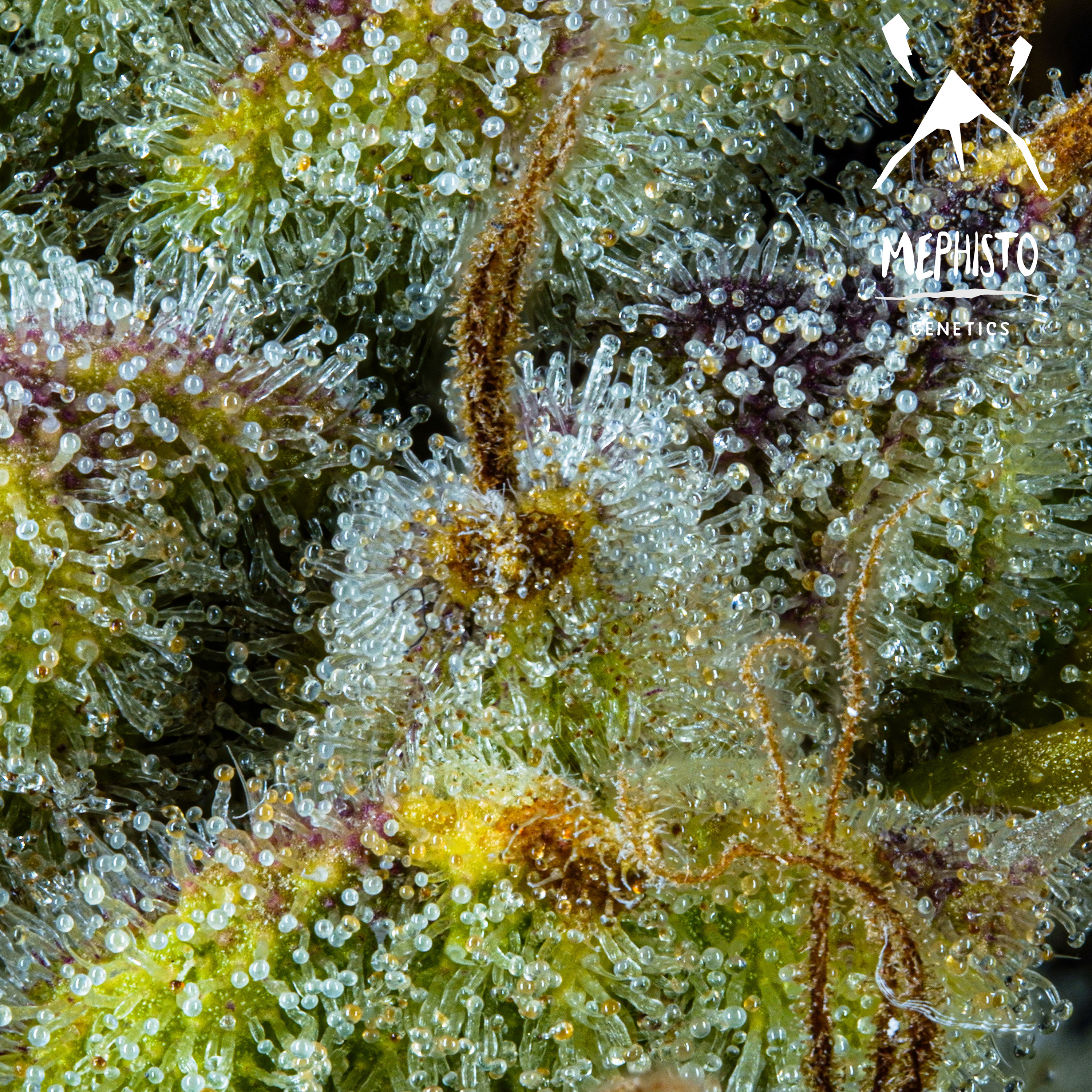 Mephisto Genetics - Pink Panama (auto/fem.)