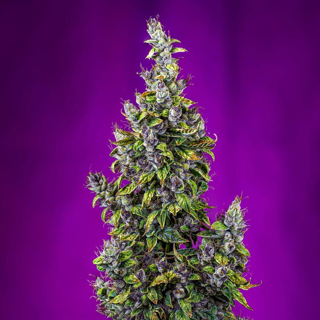 Mephisto Genetics - Pink Panama (auto/fem.)