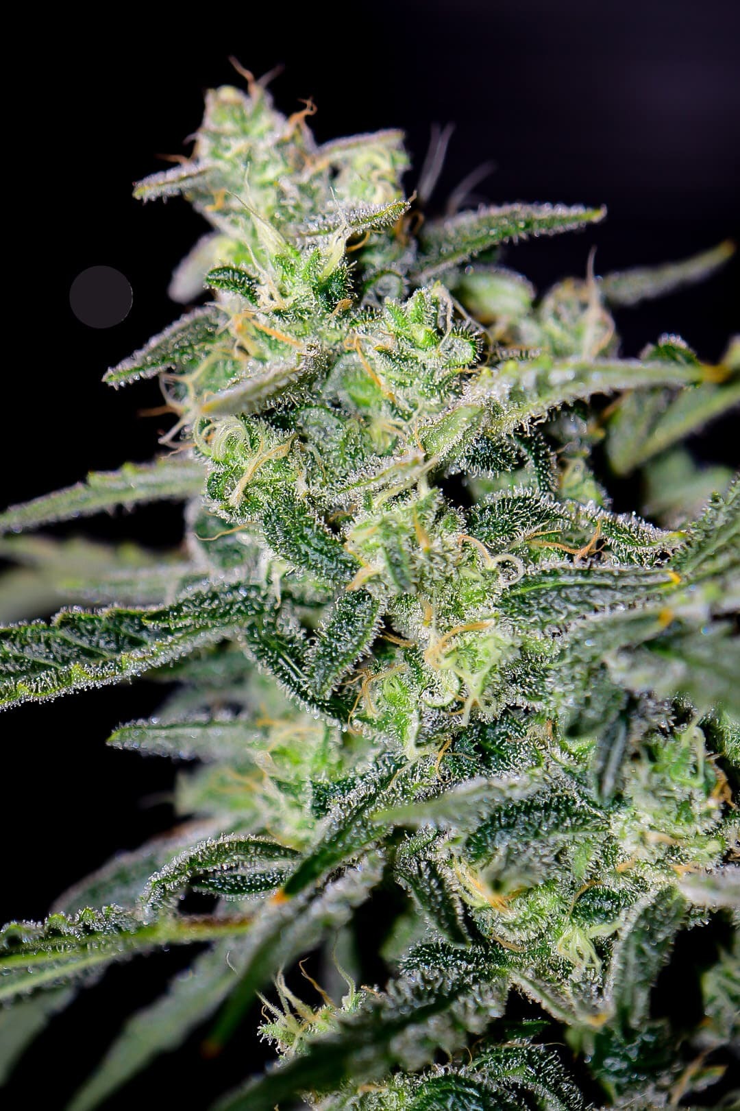 Mephisto Genetics - HubbaBubbaHaze (auto/fem.)
