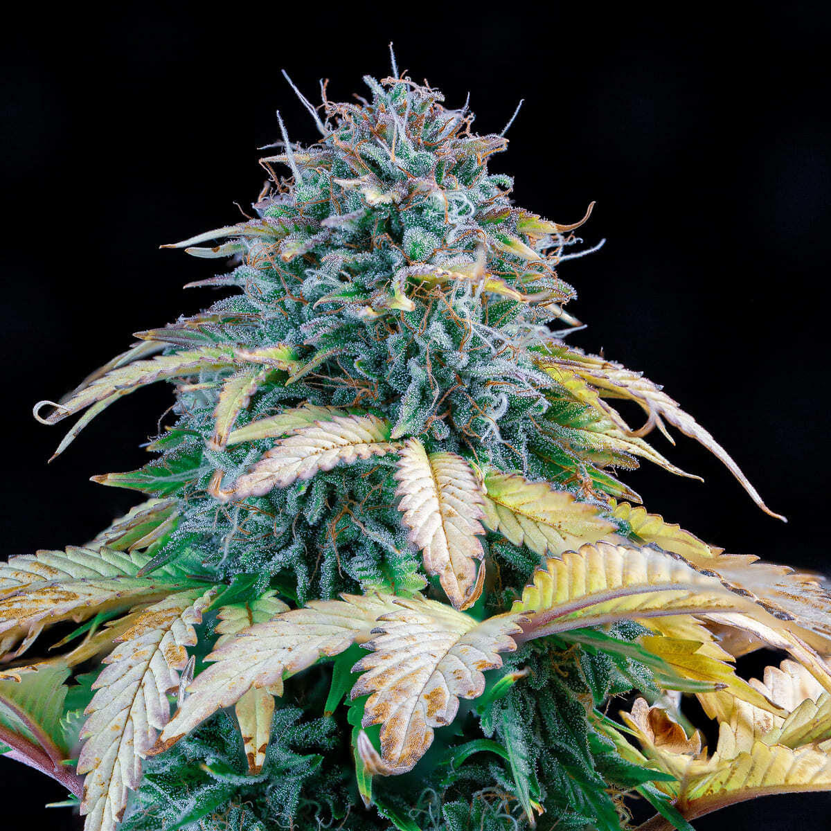 Mephisto Genetics - Samsquanch OG (auto/fem.)