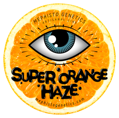 Mephisto Genetics - Super Orange Haze (auto/fem.) 09213