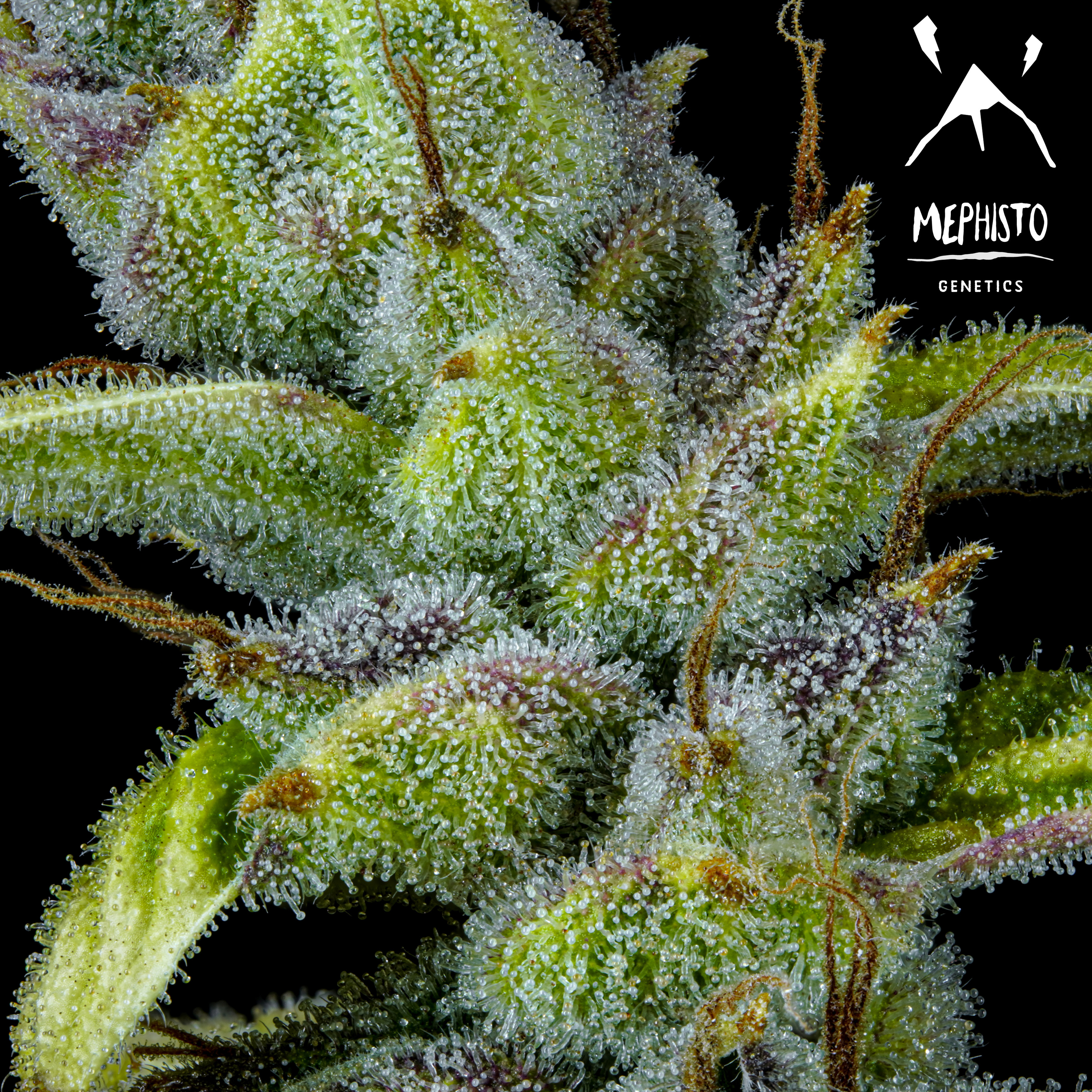 Mephisto Genetics - Pink Panama (auto/fem.)