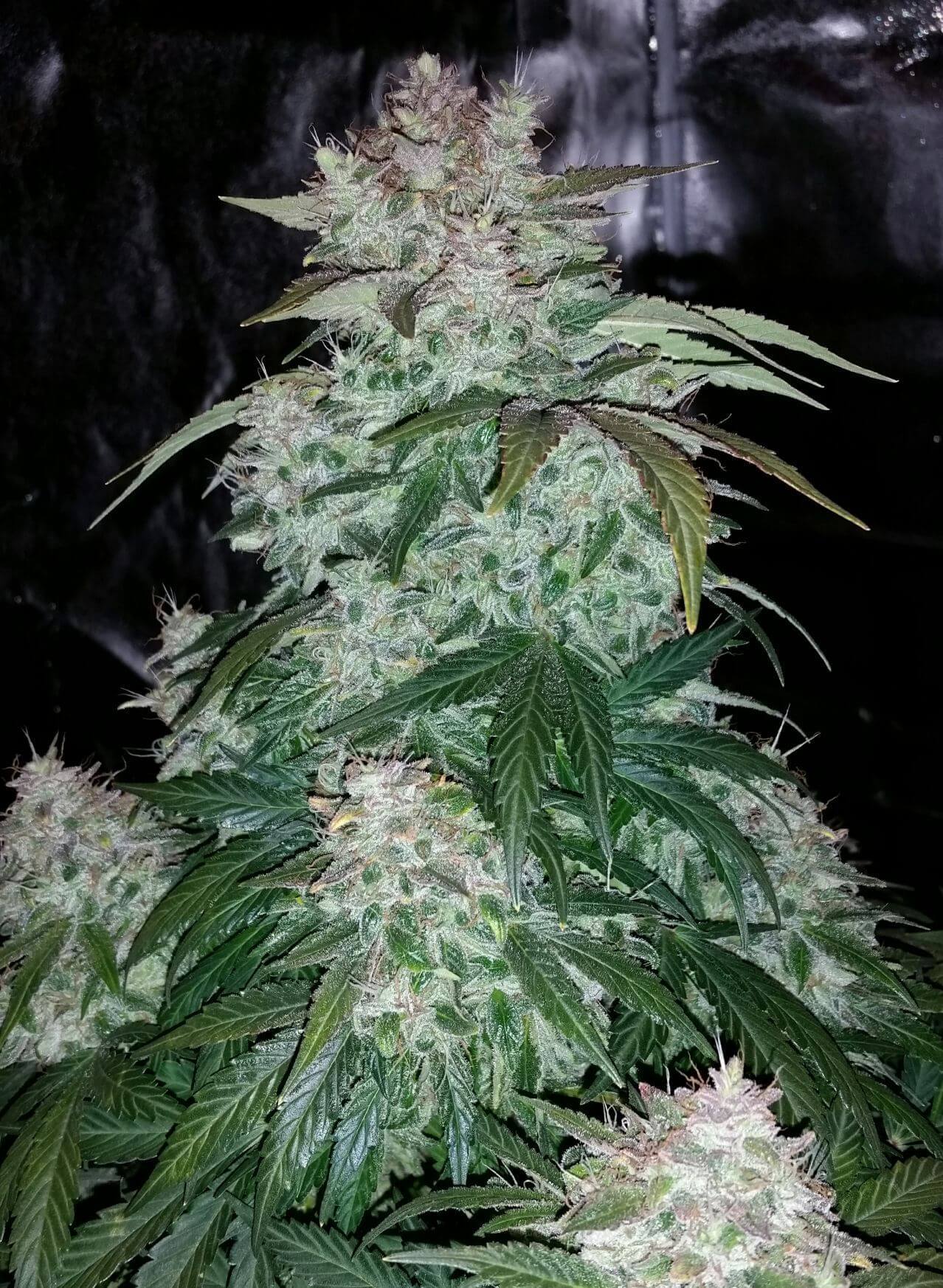Mephisto Genetics - S.O.D.K (auto/fem.)