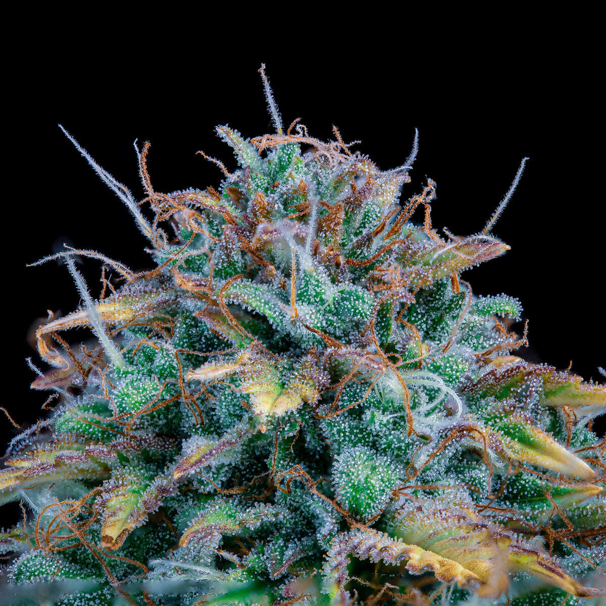 Mephisto Genetics - Samsquanch OG (auto/fem.)
