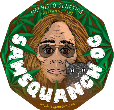 Mephisto Genetics - Samsquanch OG (auto/fem.) 09212