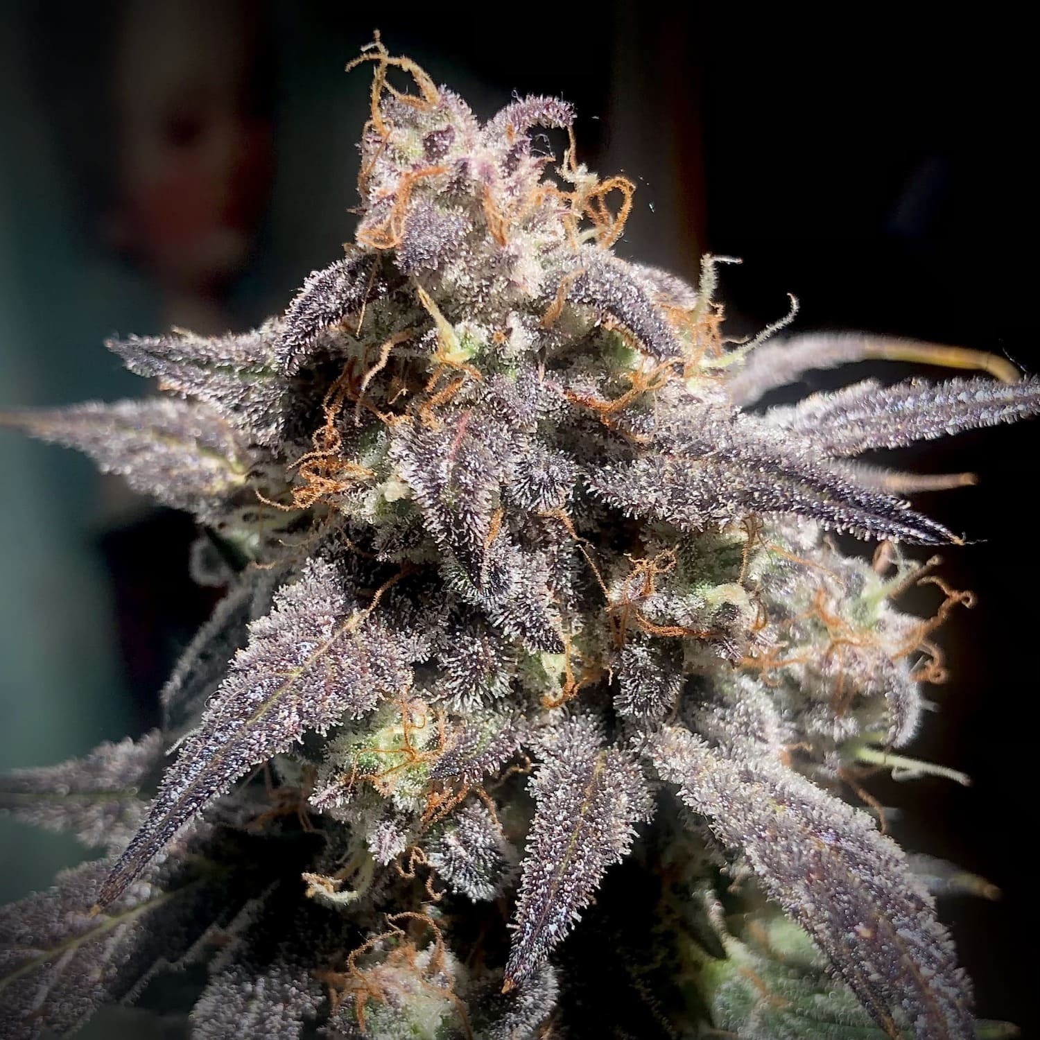 Mephisto Genetics - Super Orange Haze (auto/fem.)