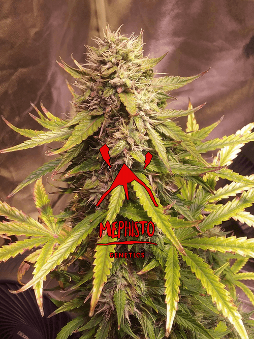 Mephisto Genetics - Sour Bubbly (auto/fem.)