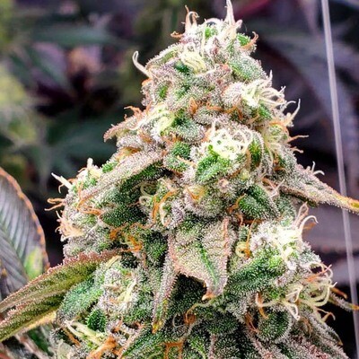 Humboldt Seed Organization - Gushers Fast Flowering (fem.) 09215