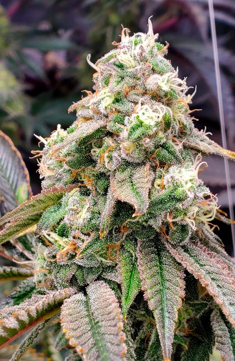 Humboldt Seed Organization - Gushers Fast Flowering (fem.)