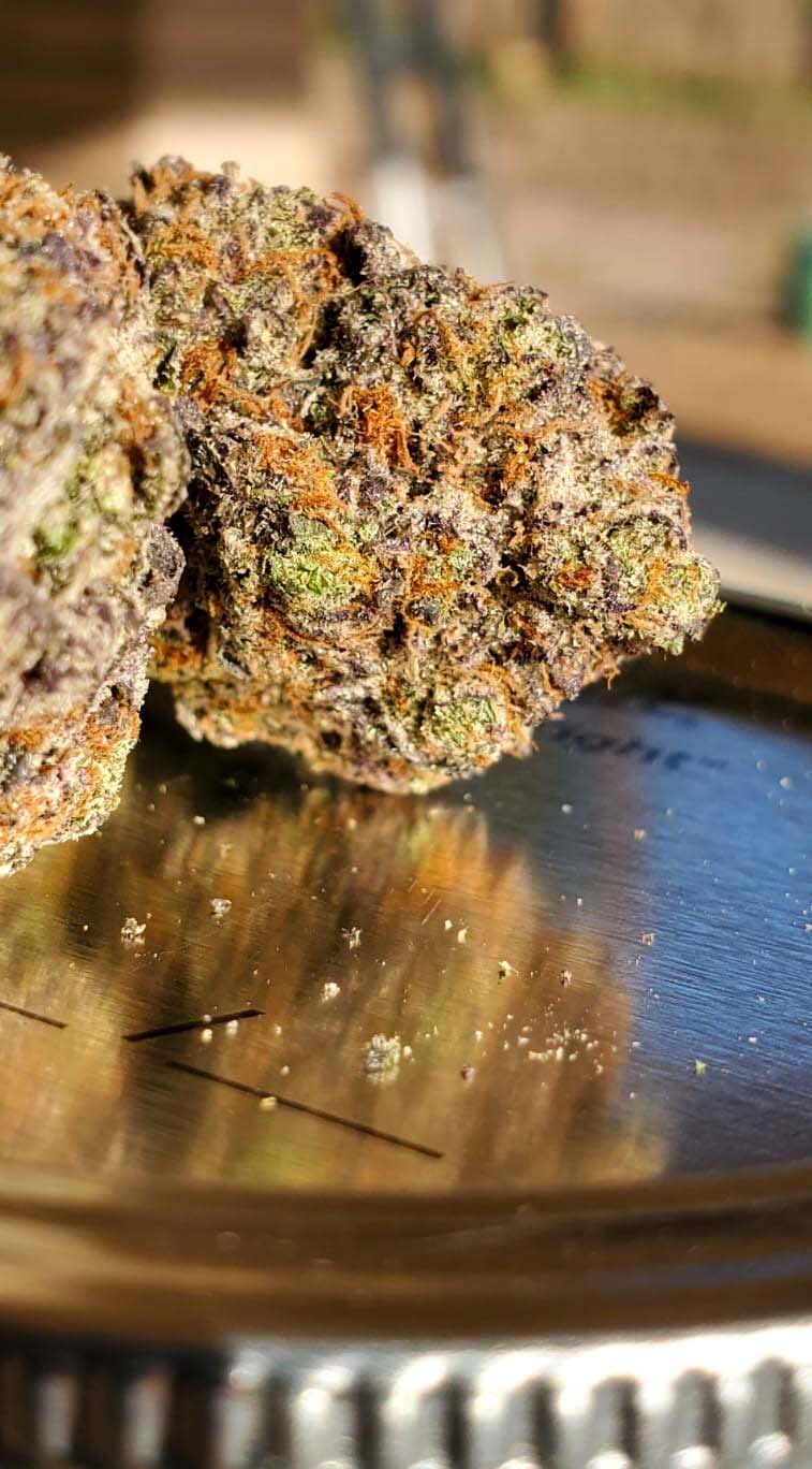 Humboldt Seed Organization - Gushers Fast Flowering (fem.)