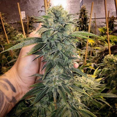 Humboldt Seed Organization - Geist OG Fast Flowering (fem.) 09217