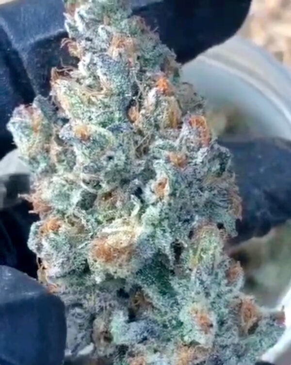 Humboldt Seed Organization - Geist OG Fast Flowering (fem.)