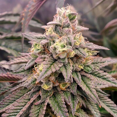 Humboldt Seed Organization - Forbidden Fruit Fast Flowering (fem.) 09219