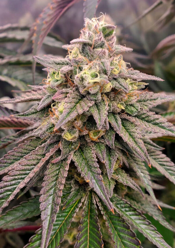 Humboldt Seed Organization - Forbidden Fruit Fast Flowering (fem.)