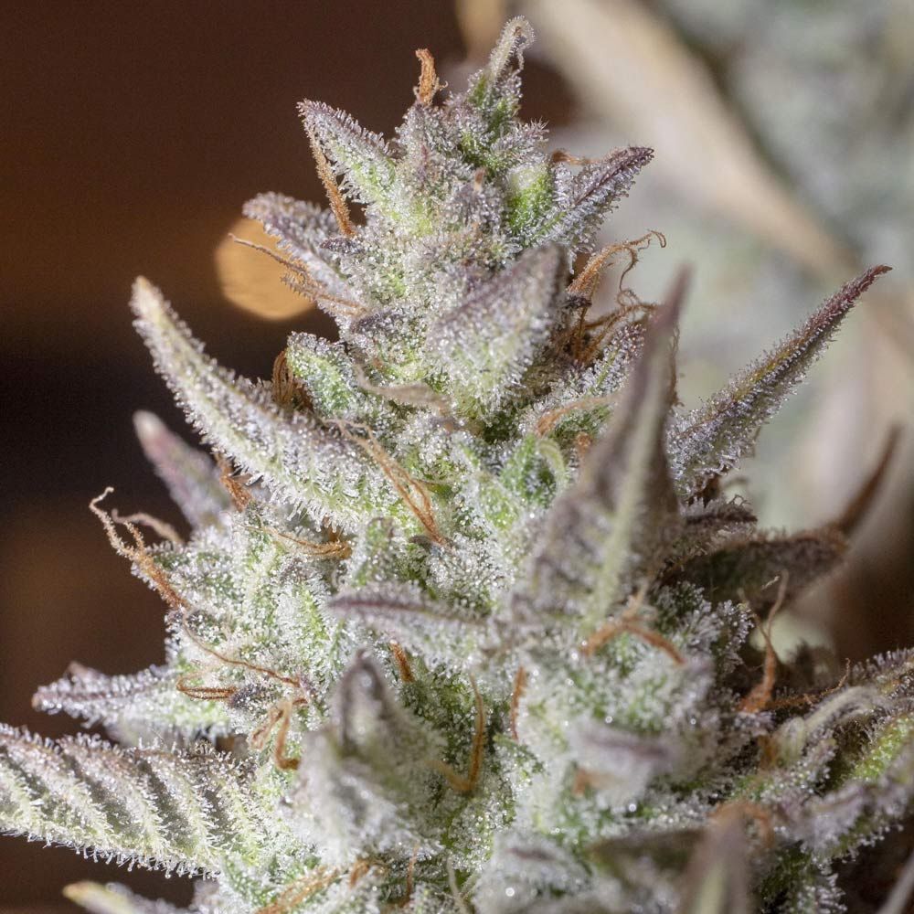 Night Owl Seeds - Scoopski F2 Auto (auto/fem.)