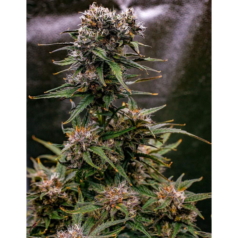 Night Owl Seeds - Saint Expeditus Auto (auto/fem.)