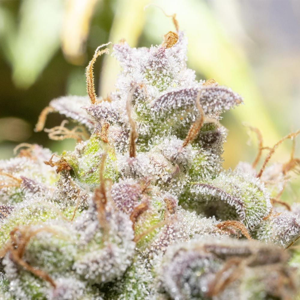 Night Owl Seeds - Creme De La Compton F3 Auto (auto/fem.)