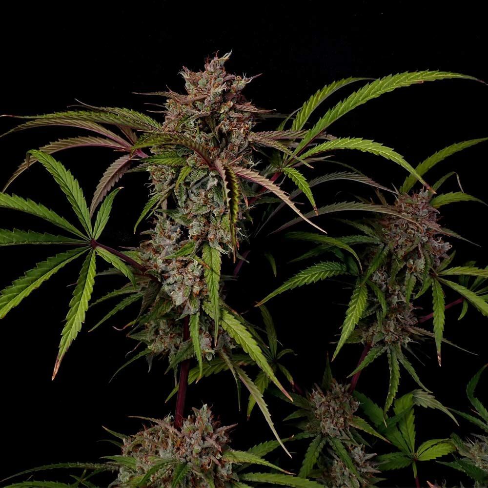 Night Owl Seeds - Creme De La Compton F3 Auto (auto/fem.)