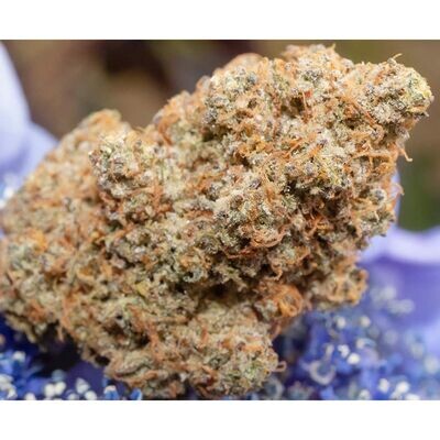 Night Owl Seeds - Outlier Z F4 Auto (auto/fem.) 09222