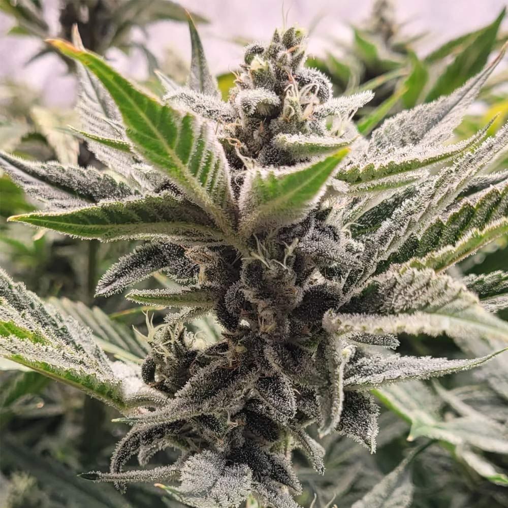Night Owl Seeds - Scoopski F2 Auto (auto/fem.)