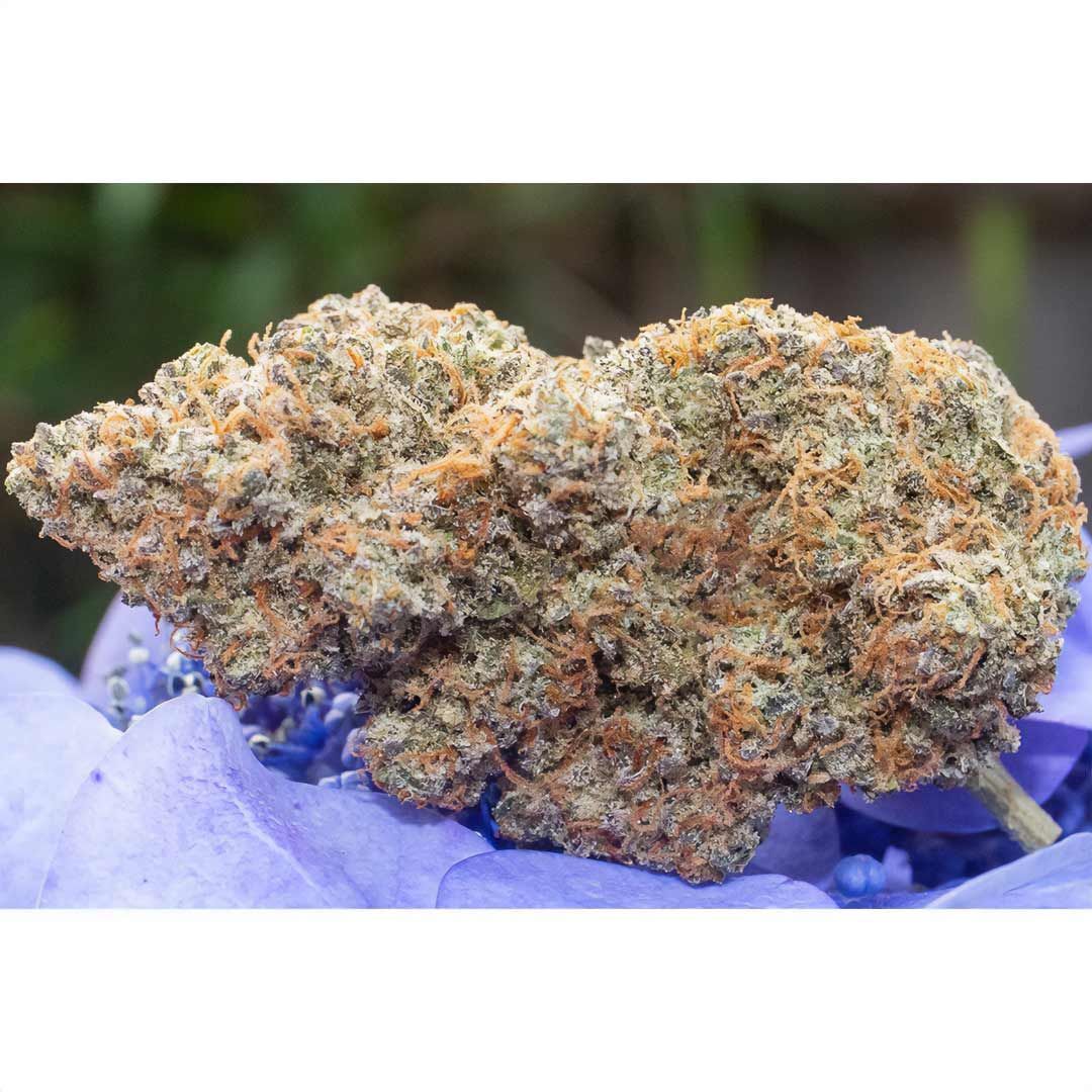 Night Owl Seeds - Outlier Z F4 Auto (auto/fem.)