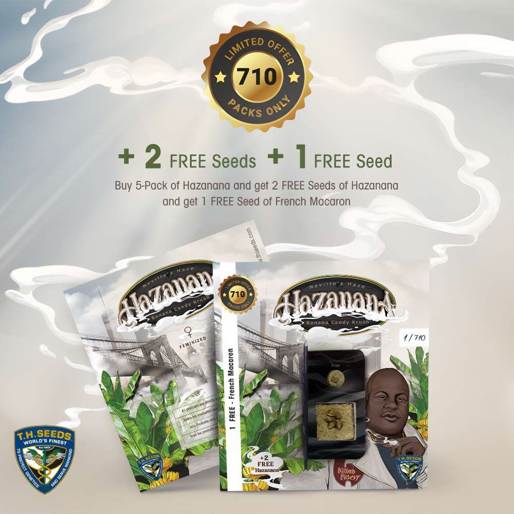 T.H. Seeds - Hazanana (fem.)