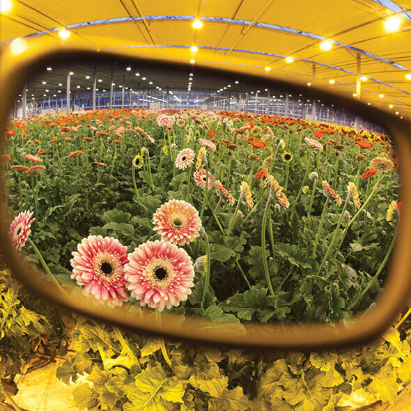 "Гровим на стиле" в очках от Method Seven в Toro Growshop