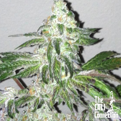 The Cali Connection - Girl Scout Cookies (fem.) 🏆