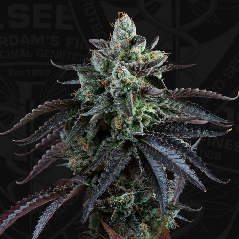 T.H. Seeds - Auto French Macaron (auto/fem.)