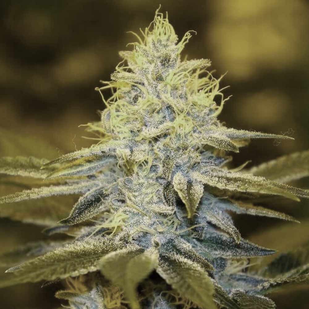 T.H. Seeds - Strawberry Glue (fem.)