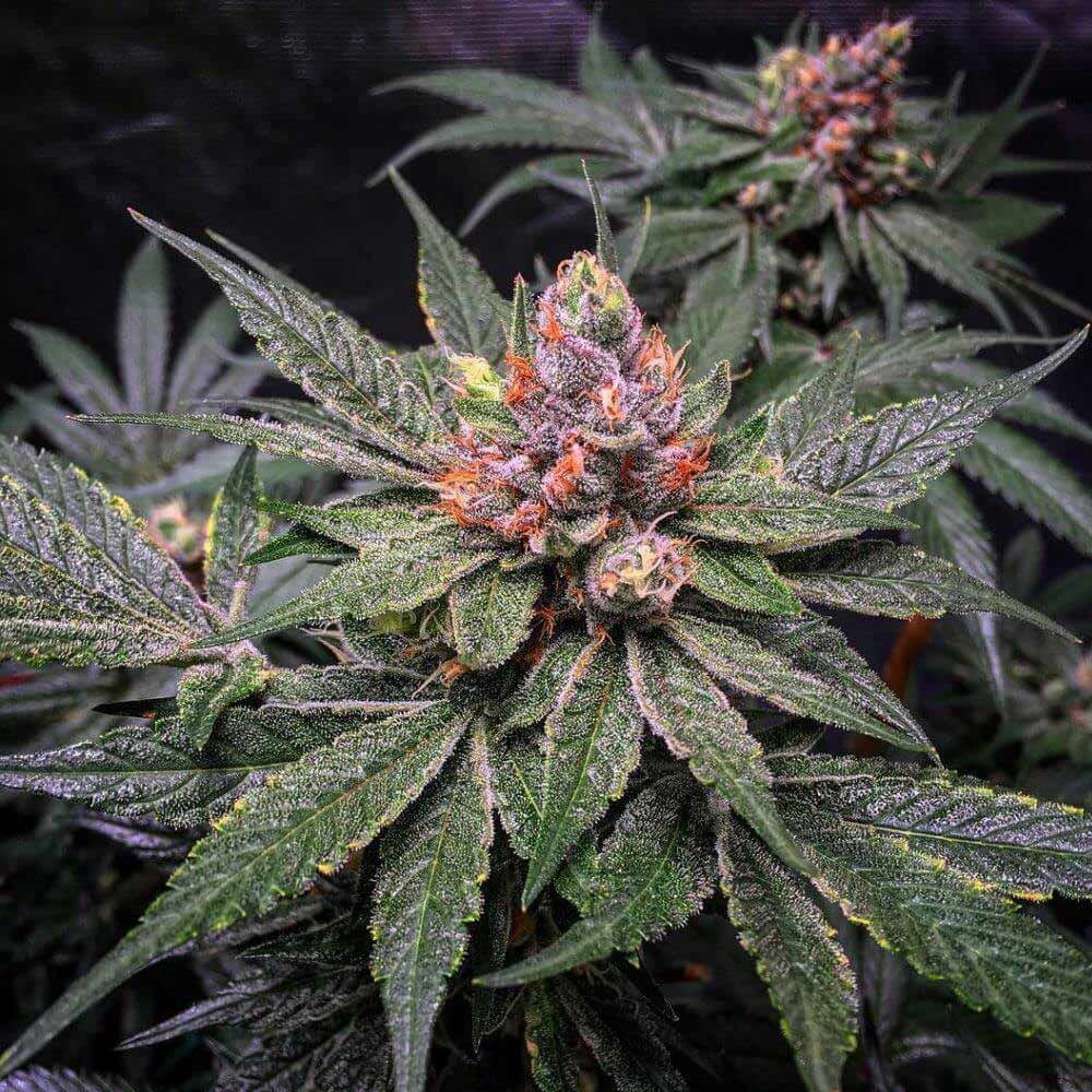 T.H. Seeds - Strawberry Glue (fem.)