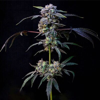 Compound Genetics - Banana Cream Pop (fem.) 09254