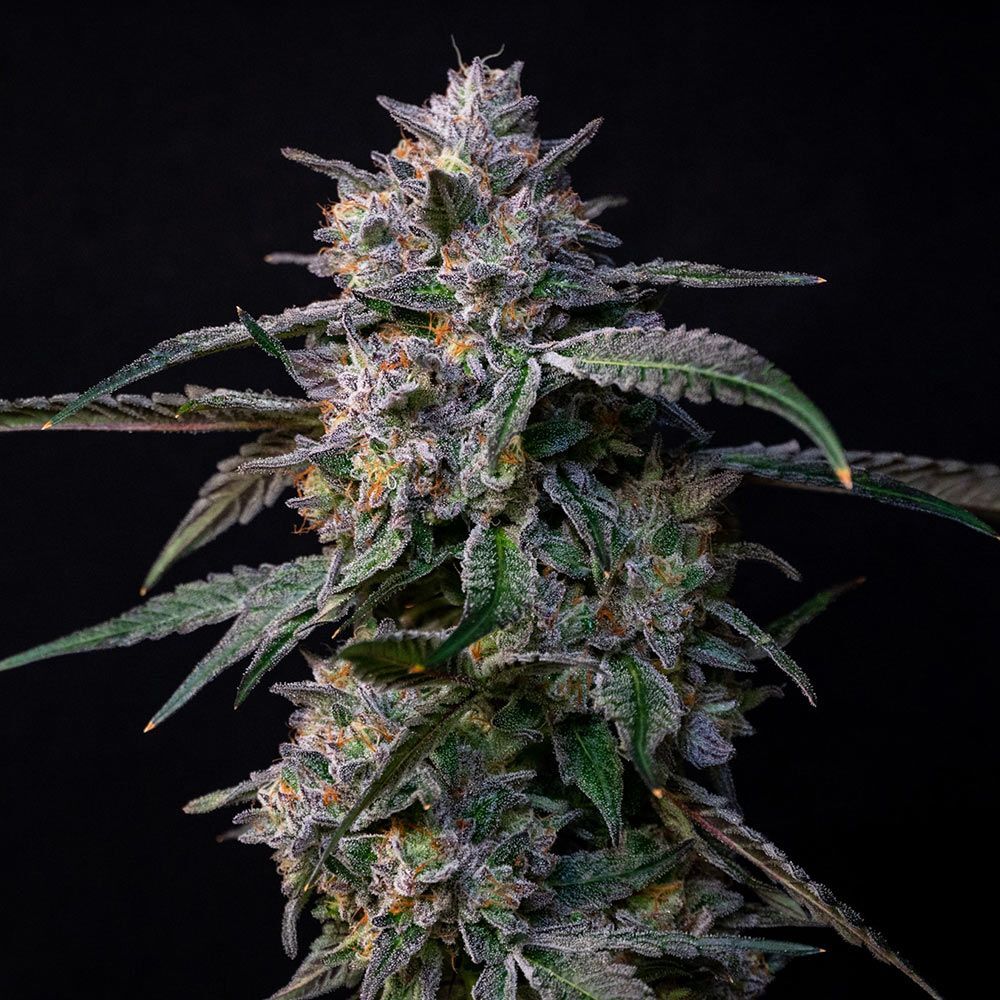 Compound Genetics - 10 G's (fem.)