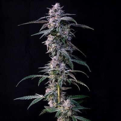 Compound Genetics - 10 G's (fem.) 09253