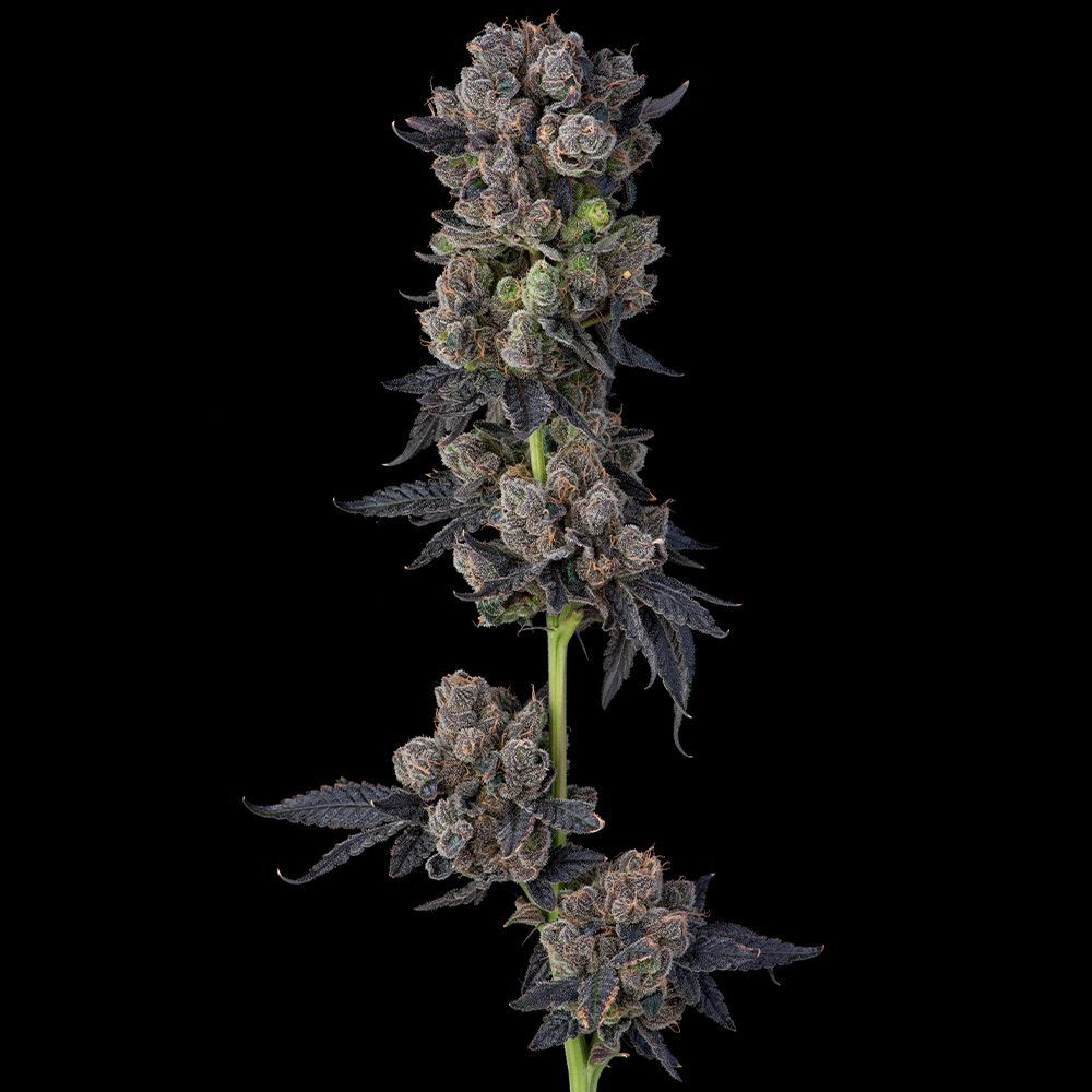 Compound Genetics - Perzimmon (fem.)