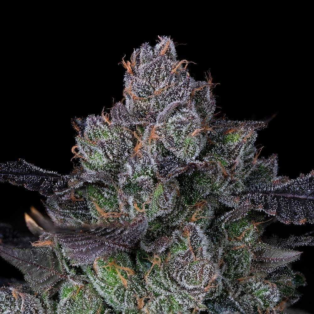 Compound Genetics - Perzimmon (fem.)