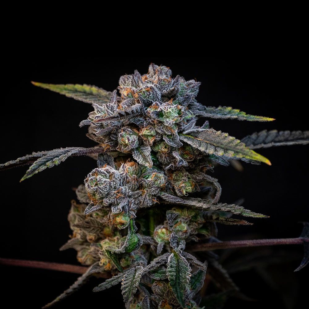 Compound Genetics - Banana Cream Pop (fem.)