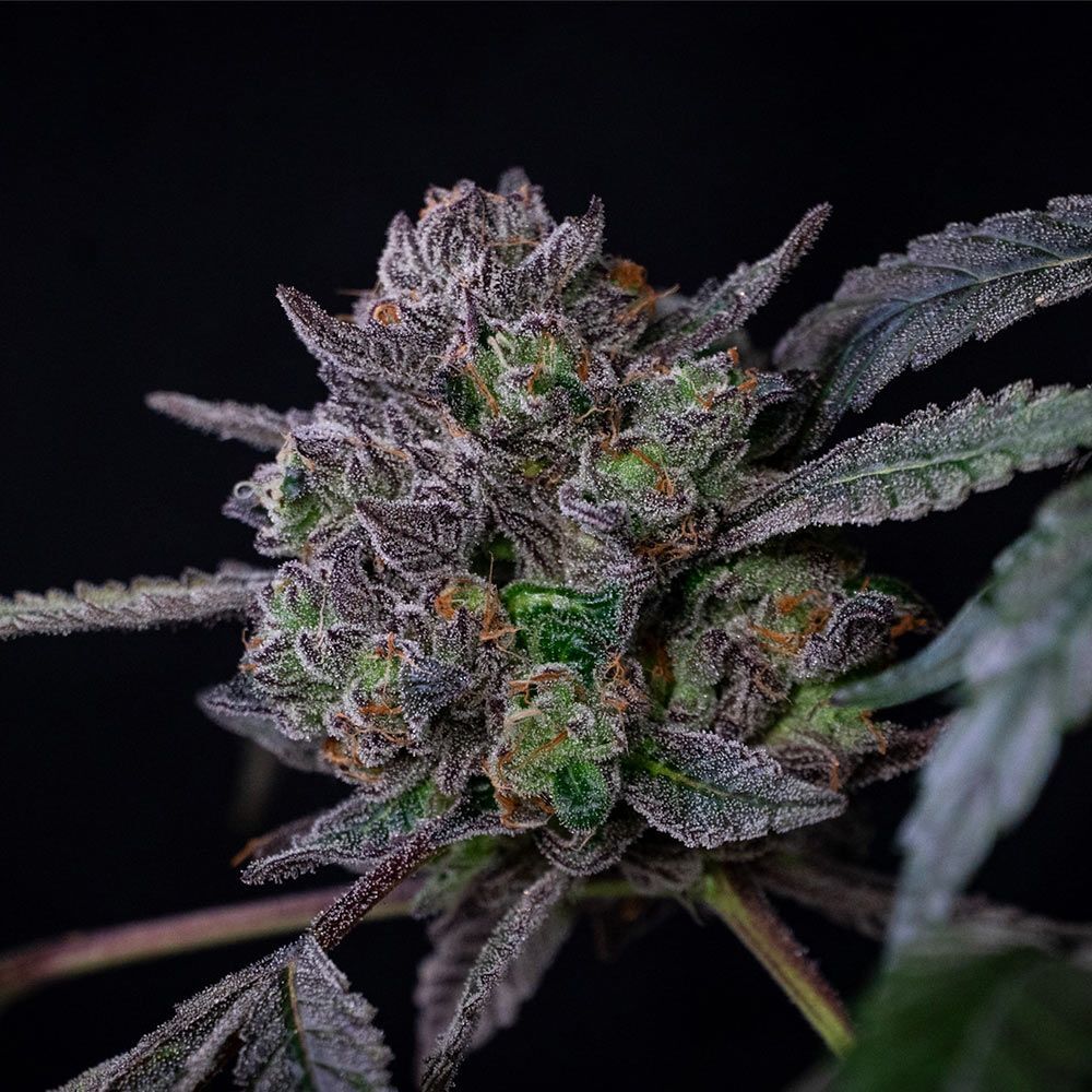 Compound Genetics - Banana Cream Pop (fem.)