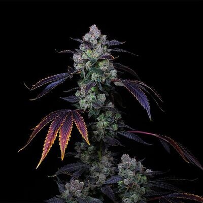 Compound Genetics - Perzimmon (fem.) 09256