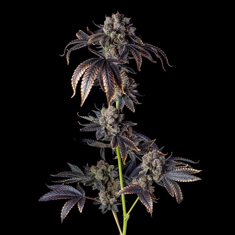Compound Genetics - Perzimmon (fem.)