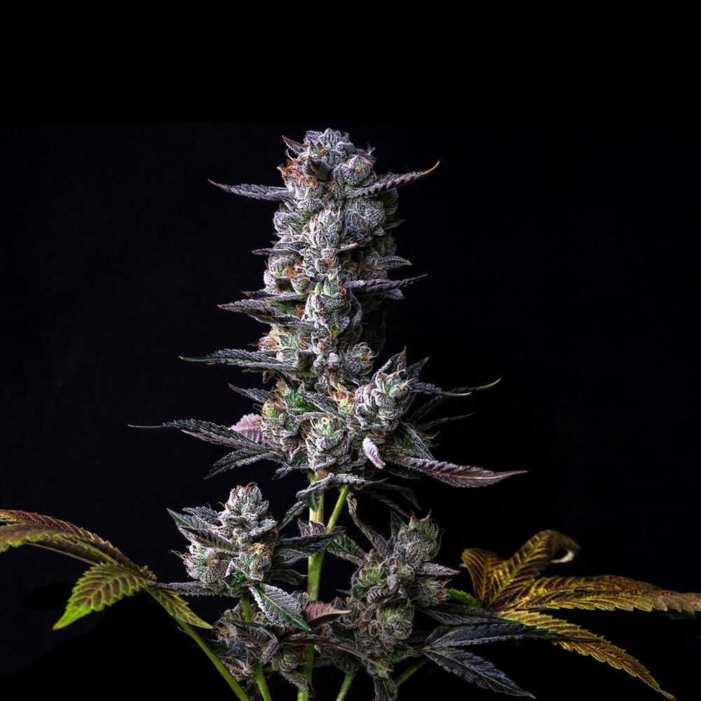 Compound Genetics - Gastro Pop S1 (fem.)