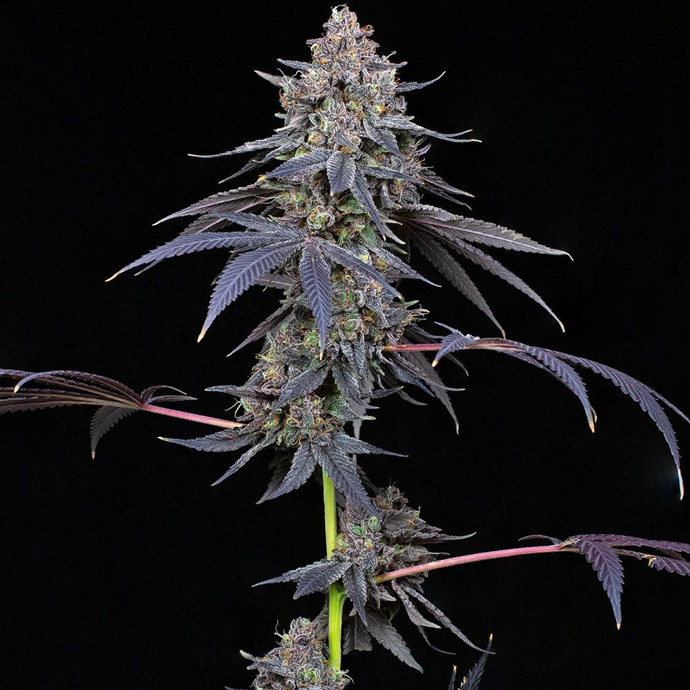 Compound Genetics - Total Eclipse (fem.)