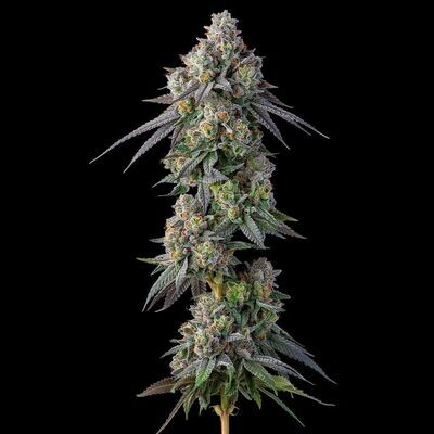 Compound Genetics - Gastro Pop S1 (fem.) 09258